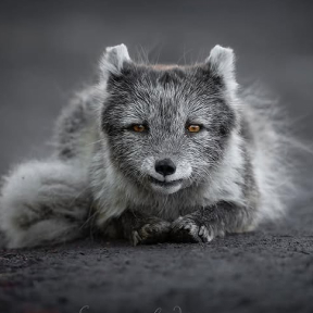 Leasta et Linne partent à l’aventure dans le Grand Nord Polar Sails